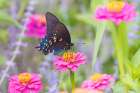 Pipevine swallowtail on zinnia, Marion County, Illinois. Art Print